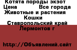 Котята породы экзот › Цена ­ 7 000 - Все города Животные и растения » Кошки   . Ставропольский край,Лермонтов г.